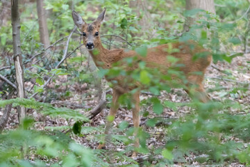 Roe deer hiding in the forest among the leaves, photographed in the Netherlands.