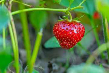 Ripe strawberries with holes made by a slug.