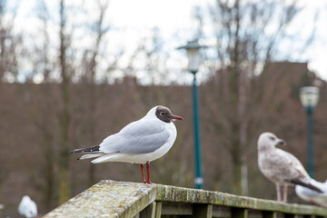 Standing Black headed gull in the city