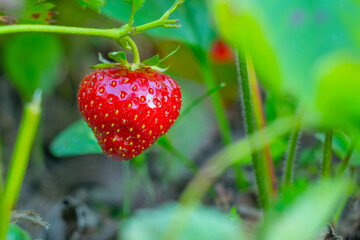 Ripe strawberries with holes made by a slug.