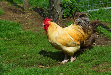 Red Rooster - Cockerel standing on grass. 