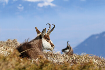 Small group of chamois (Tatra chamois, Rupicapra rupicapra tatrica) in spring on a grassy slope in the Tatras