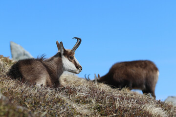 Small group of chamois (Tatra chamois, Rupicapra rupicapra tatrica) in spring on a grassy slope in the Tatras