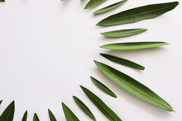 Fresh green leaves isolated in a shape of a semicircle. On a white background with a copy space.