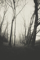 Winter morning foggy day forest wood Ireland sad silent view 