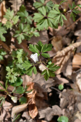 Wood anemone