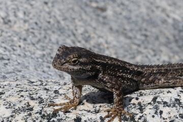 Lizard Close Up Sitting on Rock Sunning and Thermo-regulating