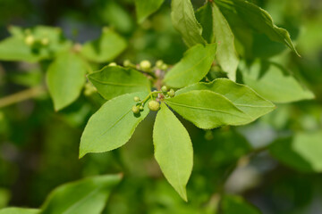 Burning Bush
