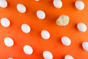 chick is among eggs on orange background top view