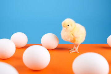 chick is among eggs on orange blue background. first chick hatched.