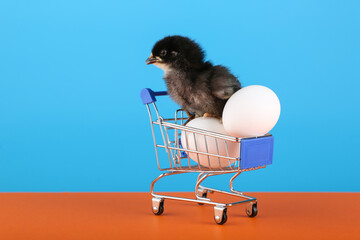 chick and supermarket trolley with eggs on colored background with copy space © Petr Smagin