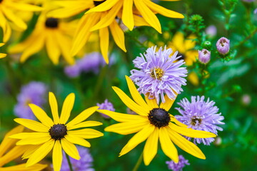 autumn yellow flowers coneflower background top view
