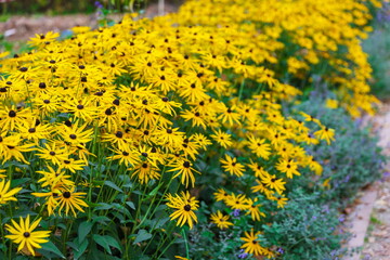 alley of autumn yellow flowers Rudbeckia