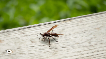 There is a big hornet on the railing