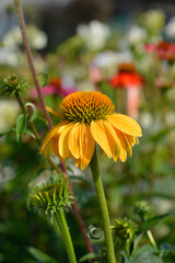Coneflower Cheyenne Spirit