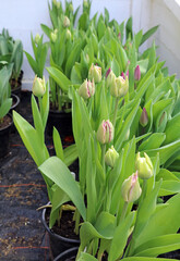 Tulips about about to bloom, Derbyshire England
