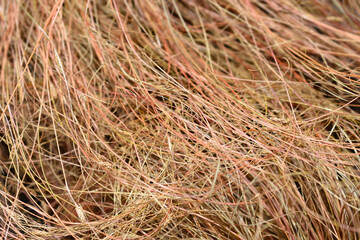 Bronze New Zealand hair sedge