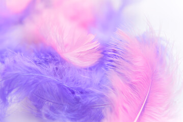 Obraz premium pink feather background