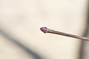 Norway maple Crimson King