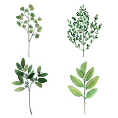Hand drawn watercolor set of branches with green leaves. Watercolor botanical illustration isolated. Watercolor floral illustration set.