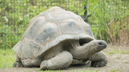 This is a giant tortoise 1