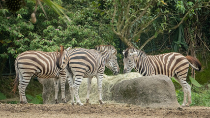 Fototapeta na wymiar A group of zebras are eating hay
