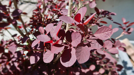 close-up of wig bush leaves in the sun