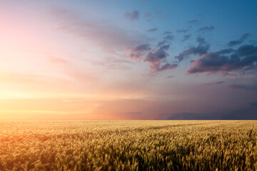 Wheat field sunset background with dramatic sky