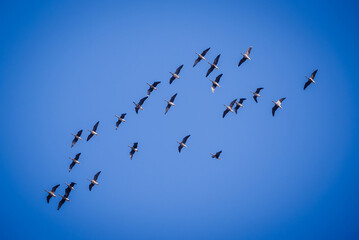 Selective focus photo. Flock of geese birds flying in the sky. Migratory birds.