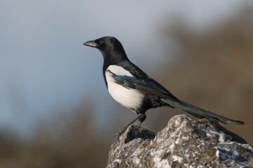 Beautiful Eurasian magpie on the rocks, the Netherlands.