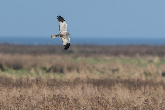 A male hen harrier
flying over the dunes, photographed near the coast, the Netherlands.