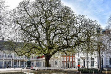 Noordeinde. A beautiful monumental tree with a white bench around it, opposite the Noordeinde Palace in spring. denhaag, netherlands, thehague, holland, europe	