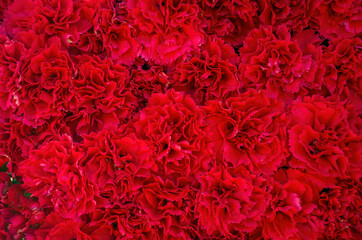 Red blossoming carnation flowers wall background. Selective focus
