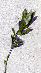 Sprig of green fresh bay leaf isolated on natural white stone background. Laurel leaves - aromatic condiment and natural kitchen spice. Vertical, hard shadows