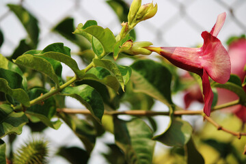 Closeup view of Allamanda Cherries Jubilee flower.