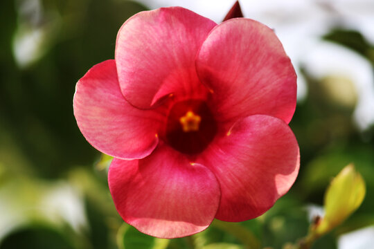 Closeup view of Allamanda Cherries Jubilee flower.