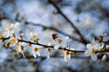 spring blossom in spring
