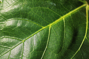 Obraz premium Close up view of the wild tree green leaf.