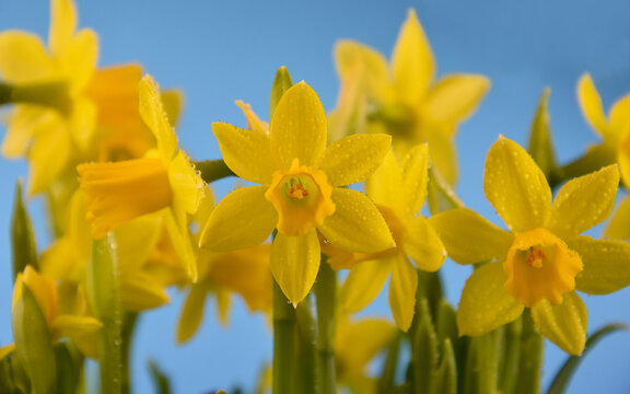 Yellow daffodils on a blue background stock images. Beautiful fresh dewy narcissus flower close-up stock photo. Fresh spring decoration with yellow flowers images