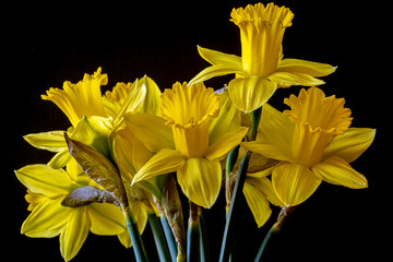 daffodil on black background © John Anderson