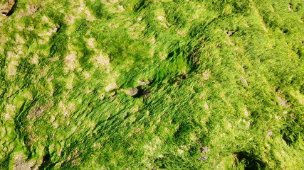 moss on stone in the beach