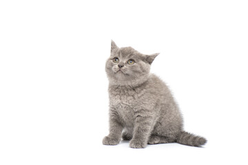 Naklejka premium Adorable british little kitten posing