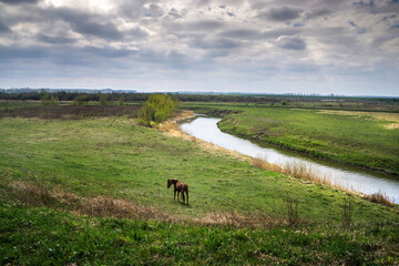 Landscape with a river and a meadow. The horse is grazing.
