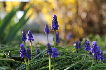 a beautiful garden scene with beautiful little blue grape hyacinth flowers with a yellow background in the border in the garden in springtime