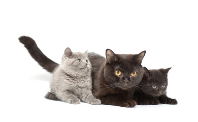 Adorable british little kitten posing
