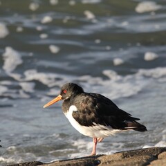 an oystercatcher sits at the seawall next to the westerschelde sea at the dutch coast in zeeland closeup