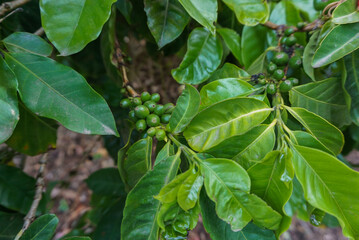 Coffee beans growing on the plant in Costa Rica