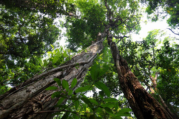 Obraz premium Twisted tropical tree roots in rain forest