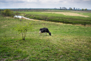 Landscape with a river and a meadow. The cow is grazing.
