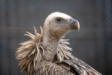 Himalayan Griffon Vulture Portrait